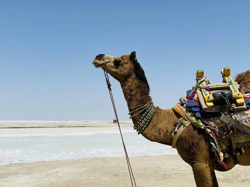 Camel on the white salt desert of the Rann of Kutch