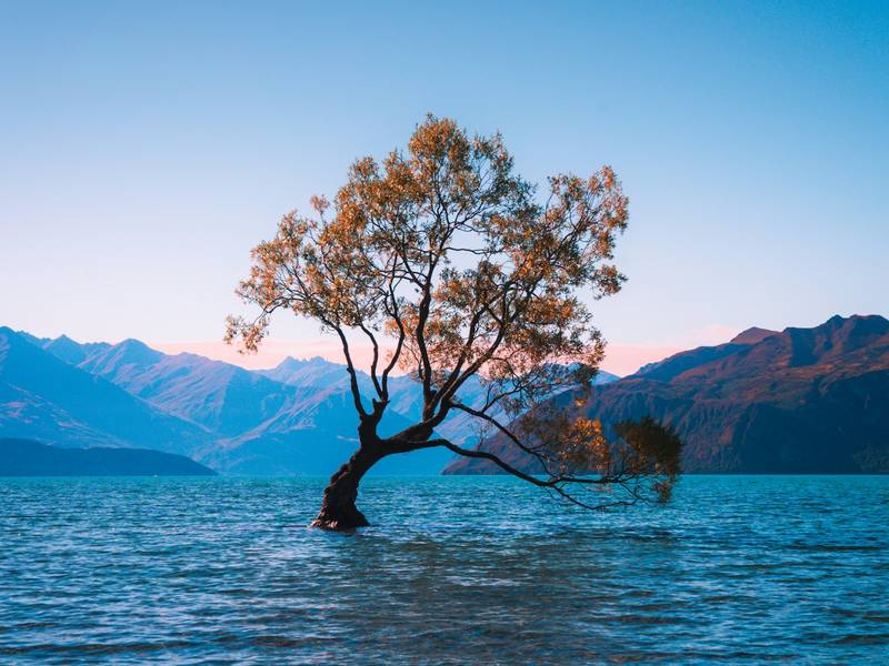 The lone willow tree standing in Lake Wanaka, New Zealand